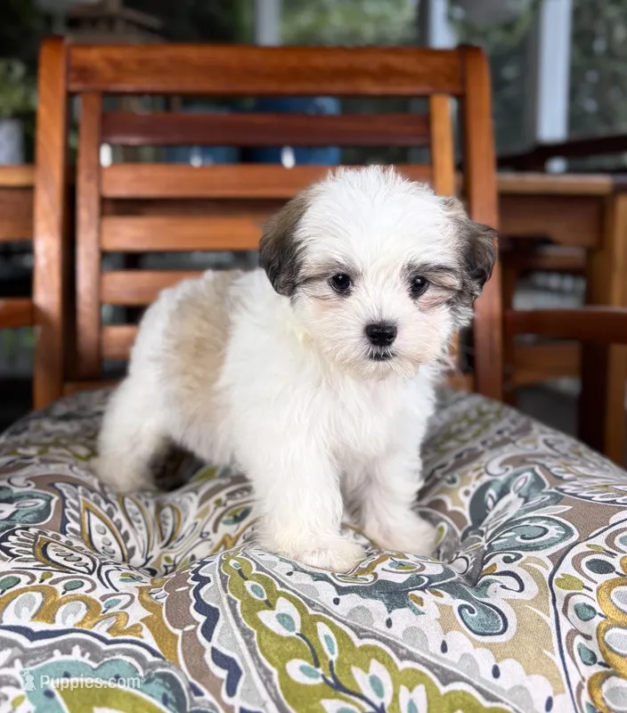 Maverick - under 10 lbs! – Maltese, Shih Tzu puppy for sale in Noblesville, IN