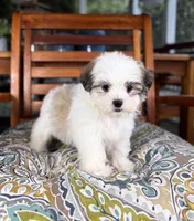 Maverick - under 10 lbs!, a male Maltese and Shih Tzu for sale in Noblesville, IN – 1 of 10