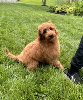 Lola, a female Miniature Goldendoodle for sale in Noblesville, IN – 5 of 9