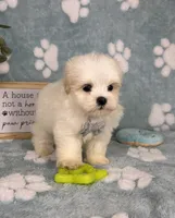 Peanut under 10lbs!, a male Maltese and Shih Tzu for sale in Noblesville, IN – 4 of 8