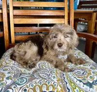 Reese, a male Labradoodle for sale in Noblesville, IN – 9 of 9