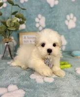 Peanut - under 10lbs! , a male Maltese and Shih Tzu for sale in Noblesville, IN – 2 of 6