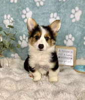 Brooks, a male Pembroke Welsh Corgi for sale in Noblesville, IN – 2 of 7