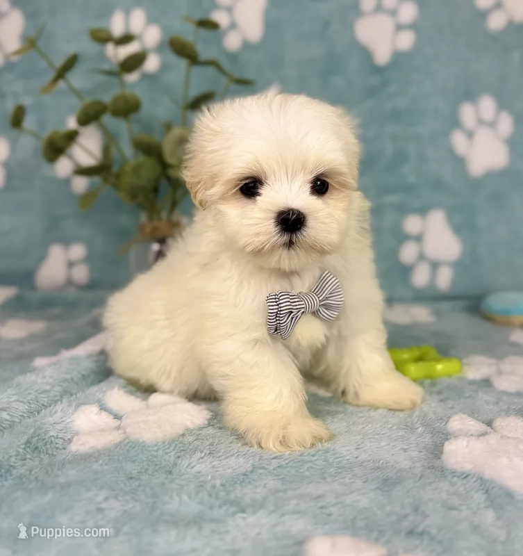 Peanut under 10lbs! – Maltese, Shih Tzu puppy for sale in Noblesville, IN