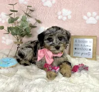 Bella, a female Miniature Bernedoodle for sale in Noblesville, IN – 4 of 5