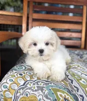 Miles - under 10lbs!, a male Mal Shi for sale in Noblesville, IN – 4 of 7