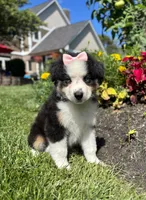 Allie, a female Miniature Australian Shepherd for sale in Noblesville, IN – 7 of 8