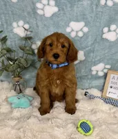 Zane , a male Miniature Goldendoodle for sale in Noblesville, IN – 3 of 8