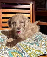 Lily, a female Labradoodle and Miniature Bernedoodle for sale in Noblesville, IN – 2 of 9