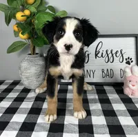 Allie, a female Australian Shepherd for sale in Noblesville, IN – 3 of 4