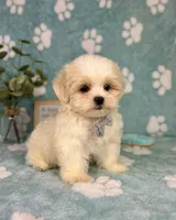 Milo under 10lbs!, a male Maltese and Shih Tzu for sale in Noblesville, IN – 3 of 8