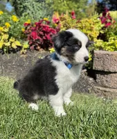 Andy, a male Miniature American Shepherd for sale in Noblesville, IN – 2 of 8