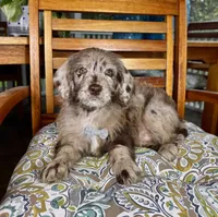 Chip, a male Labradoodle for sale in Noblesville, IN – 5 of 6