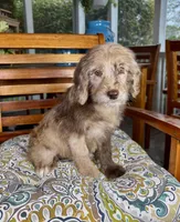 Lilly, a female Labradoodle for sale in Noblesville, IN – 1 of 4