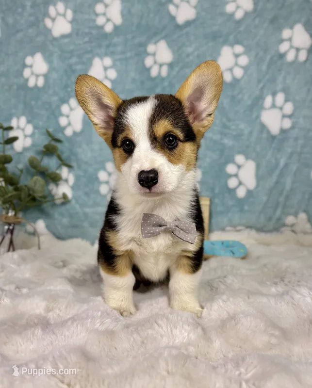 Beckham CKC  – Pembroke Welsh Corgi puppy for sale in Noblesville, IN