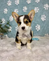 Beckham CKC , a male Pembroke Welsh Corgi for sale in Noblesville, IN – 1 of 9