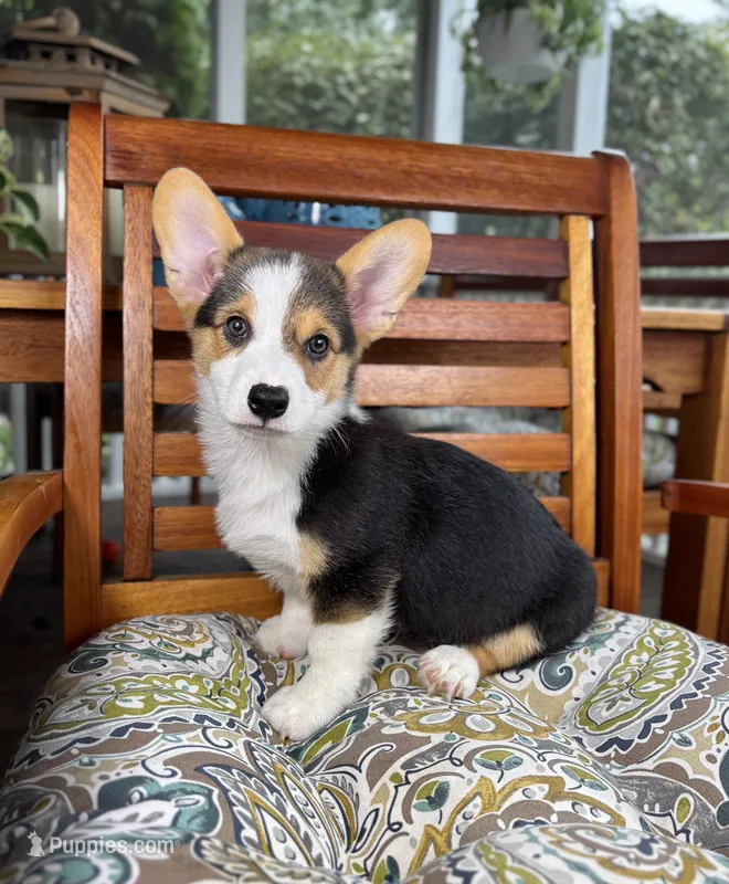 Beckham – Pembroke Welsh Corgi puppy for sale in Noblesville, IN