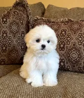 Theo, a male Maltese and Mal Shi for sale in Noblesville, IN – 8 of 10