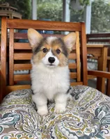 Bambi CKC, a female Pembroke Welsh Corgi for sale in Noblesville, IN – 6 of 7