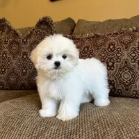 Theo, a male Maltese and Mal Shi for sale in Noblesville, IN – 3 of 10