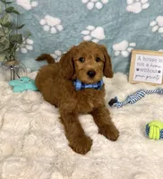 Finn, a male Miniature Goldendoodle for sale in Noblesville, IN – 2 of 7