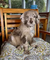 Chip, a male Labradoodle for sale in Noblesville, IN – 4 of 6