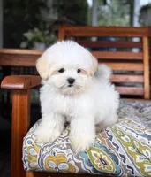 Peanut - under 10lbs!, a male Maltese and Shih Tzu for sale in Noblesville, IN – 4 of 9
