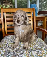 Chip, a male Labradoodle and Miniature Bernedoodle for sale in Noblesville, IN – 7 of 8