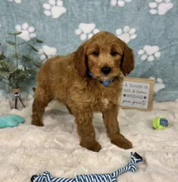Zane , a male Miniature Goldendoodle for sale in Noblesville, IN – 1 of 5
