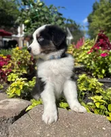 Andy, a male Miniature American Shepherd for sale in Noblesville, IN – 5 of 8