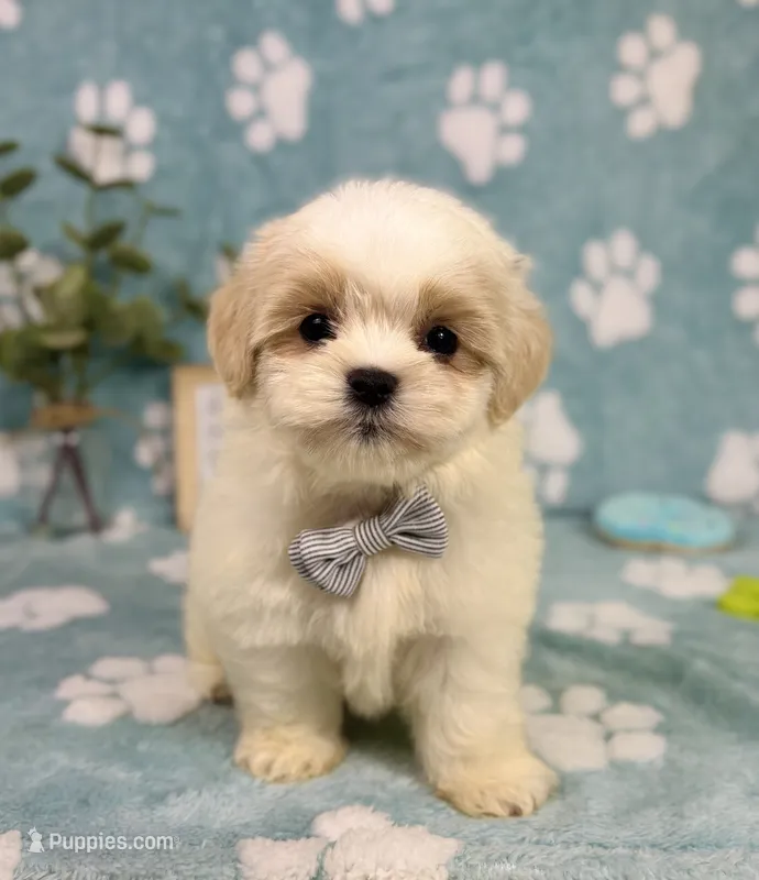 Miles under 10lbs! – Mal Shi puppy for sale in Noblesville, IN