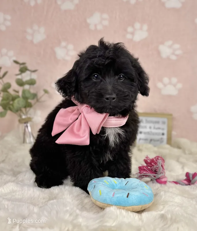 Bambi – Miniature Bernedoodle puppy for sale in Noblesville, IN