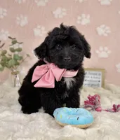 Bambi, a female Miniature Bernedoodle for sale in Noblesville, IN – 1 of 7