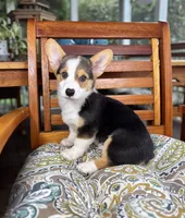 Beckham CKC , a male Pembroke Welsh Corgi for sale in Noblesville, IN – 4 of 7