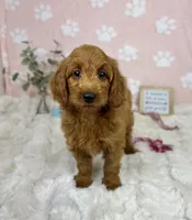 Lexi, a female Miniature Goldendoodle for sale in Noblesville, IN – 2 of 7