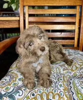 Reese, a male Labradoodle for sale in Noblesville, IN – 7 of 9