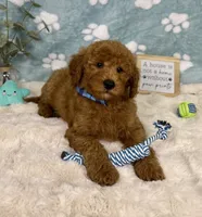 Jackson, a male Miniature Goldendoodle for sale in Noblesville, IN – 3 of 7