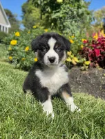 Alex, a male Miniature American Shepherd for sale in Noblesville, IN – 6 of 6