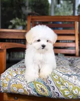 Peanut - under 10lbs!, a male Maltese and Shih Tzu for sale in Noblesville, IN – 9 of 9