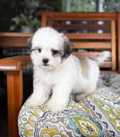 Maverick - under 10 lbs!, a male Maltese and Shih Tzu for sale in Noblesville, IN – 2 of 10
