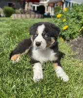 Archie, a male Miniature American Shepherd for sale in Noblesville, IN – 7 of 7