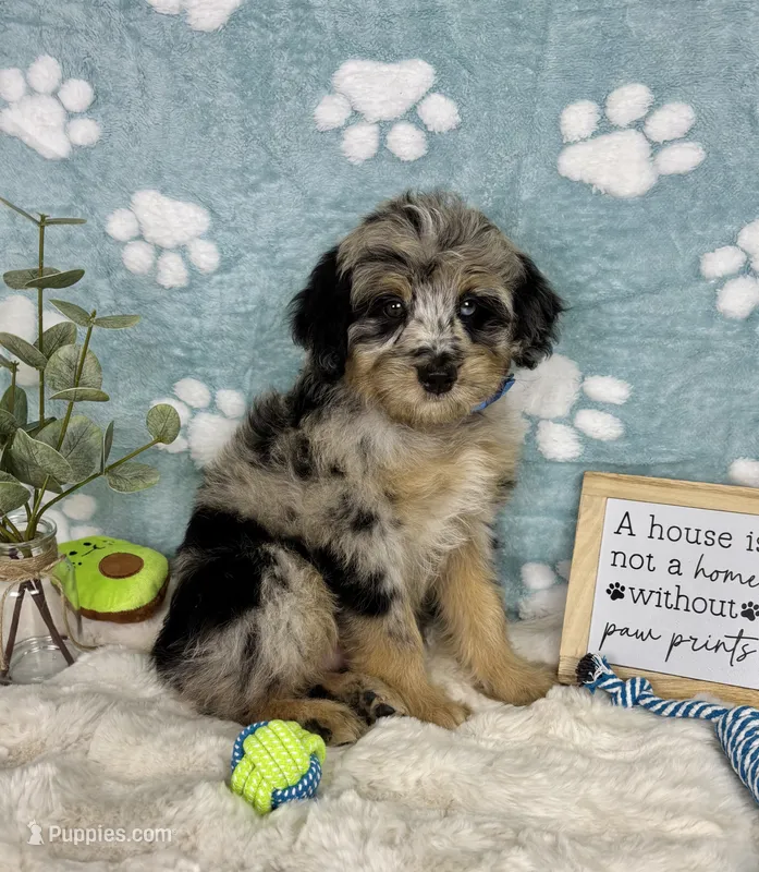 Benny – Miniature Bernedoodle puppy for sale in Noblesville, IN