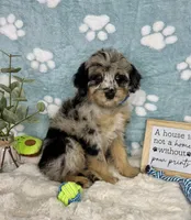 Benny, a male Miniature Bernedoodle for sale in Noblesville, IN – 1 of 5
