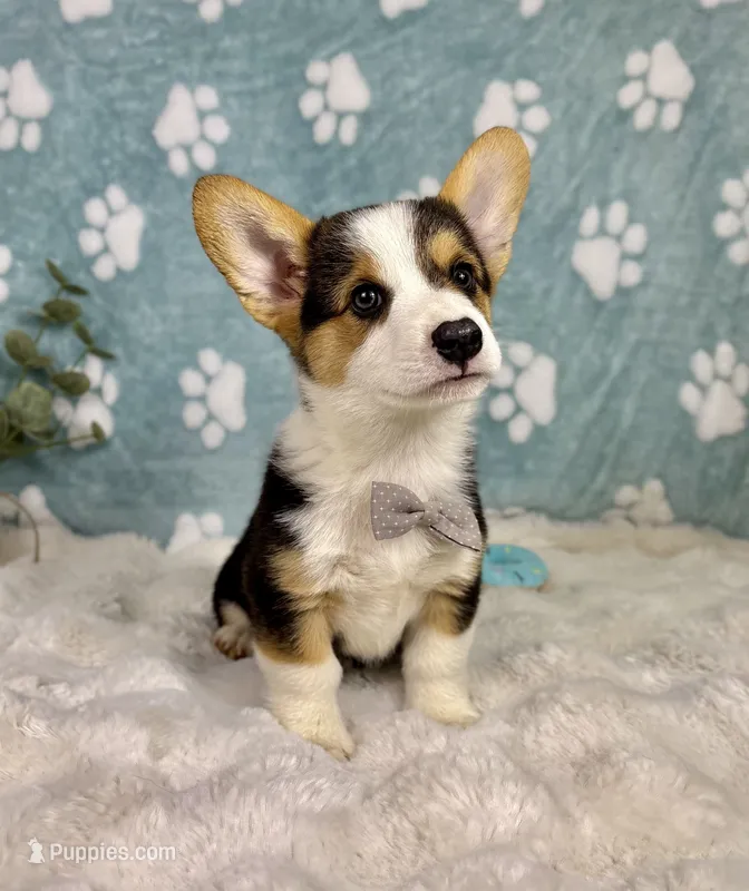 Beckham CKC  – Pembroke Welsh Corgi puppy for sale in Noblesville, IN