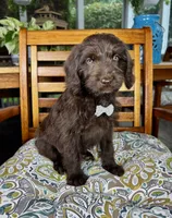 Oscar, a male Labradoodle for sale in Noblesville, IN – 6 of 7