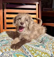 Lily, a female Labradoodle and Miniature Bernedoodle for sale in Noblesville, IN – 3 of 9