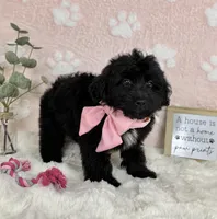 Bambi, a female Miniature Bernedoodle for sale in Noblesville, IN – 5 of 7