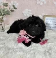 Bambi, a female Miniature Bernedoodle for sale in Noblesville, IN – 6 of 7