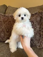 Theo, a male Maltese and Mal Shi for sale in Noblesville, IN – 5 of 10