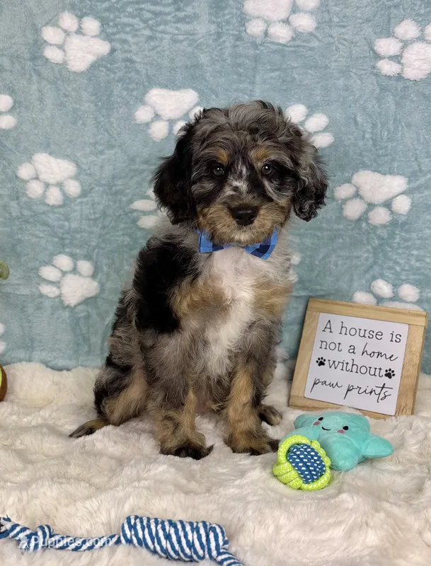Barkley – Miniature Bernedoodle puppy for sale in Noblesville, IN